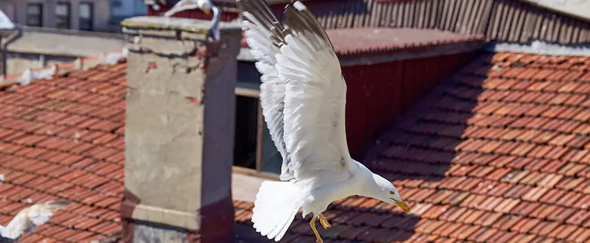 Residential Chimney Animal Removal Solution in Goldsboro, NC