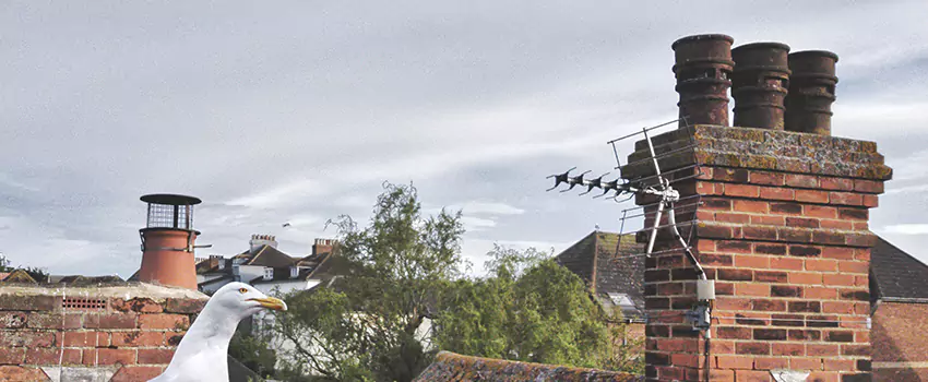 Chimney Cleaning And Restoration in Goldsboro, North Carolina